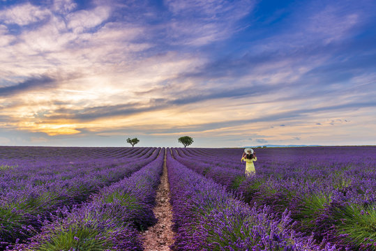 Fototapeta jeune femme dans un champ de lavande à Valensole en Provence, France