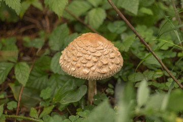 small toadstools on a summer day