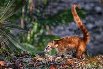 White-nosed Coati (Nasua narica), Tikal, Guatemala
