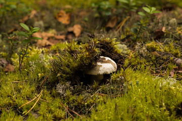 edible mushrooms in deciduous forests