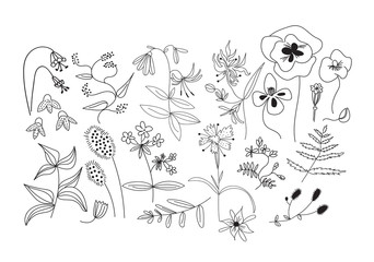 botanical hand drawn doodles. meadow plants and flowers elements. 