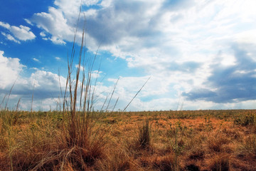 Fototapeta na wymiar Ukrainian native prairies landscape.