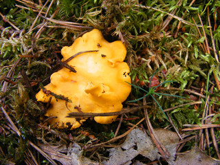 Collecting chanterelle mushroom in the forest. chanterelle in moss