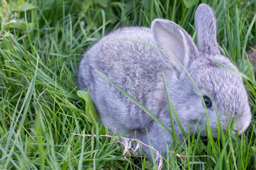 little rabbits on the grass love