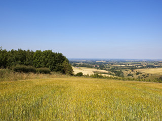 pine woodland and Vale of York