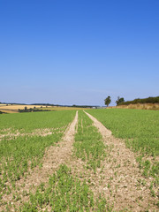 pea crop on limestone soil