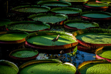 Bird walking across the leafs of the giant Amazon waterlily