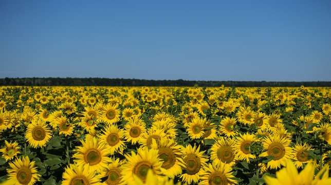 Field of sunflowers, skyline and blue sky