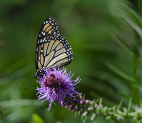 Monarch Butterfly on Liatris