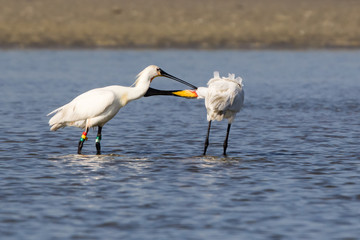 white spoonbill bird