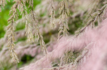 soft focus on tamarisk branches  in bloom