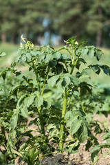Flowering potato plant on a farm (Solanum tuberosum)