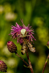 Krabbenspinne und Skorpionsfliege