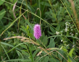 Spiraea salicifolia close up, macro