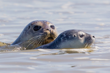 Obraz premium seals in Baie de Somme