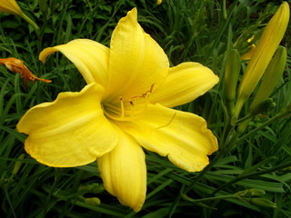 Obraz premium Hemerocallis