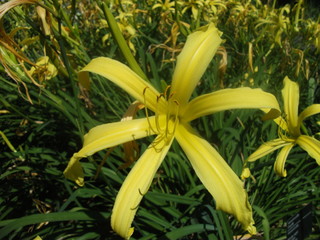 Obraz premium Hemerocallis 