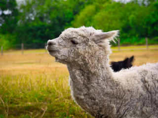 Fototapeta premium Alpaka auf einer Weide in den Niederlande 