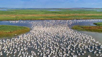 white pelicans in Danube Delta, Romania