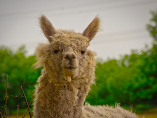 Obraz premium Alpaka auf einer Weide in den Niederlande 