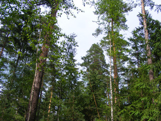 Fototapeta premium Tops of the pine trees and sky, forest sky
