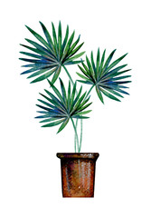 Hand drawn watercolor stylized  illustration with palm in a pot