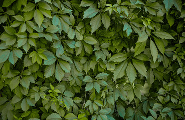 Fototapeta na wymiar Foliage background, green fence, hedging foliage, green and white leaves, variegated two-tone leaves. the wall is covered with wild grapes. Light of the setting sun.