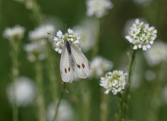 Biały motyl z ciemnymi plamkami na skrzydłach siedzi na białym kwiatku i posila się nektarem, bielinek kapustnik, łacińska nazwa Pieris brassicae © Wioletta