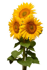 Three sunflowers isolated on white background. Flower bouquet. The seeds and oil. Flat lay, top view