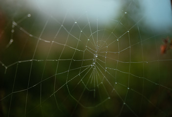 close-up of cobwebs on dry grass foggy autumn morning. close up background. on a background of green grass. Fog on the background of the lake. Foggy morning. Wild nature