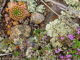 Composition from Sempervivum, moss and other bright mountain flowers on a stone mat, natural background, close up, Ural mountains, Russia