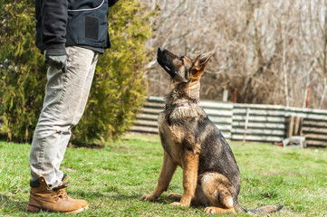 German shepherd puppy training at spring