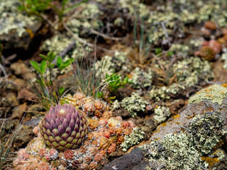 Composition from Sempervivum, moss and other bright mountain flowers on a stone mat, natural background, close up, Ural mountains, Russia