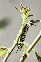 caterpillar