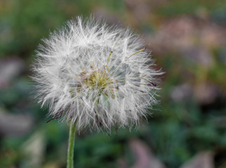 Fototapeta premium Dandelion 