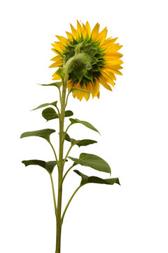 Flower of sunflower back view isolated on white background. Seeds and oil. Creative idea with a conceptual composition. Flat lay, top.