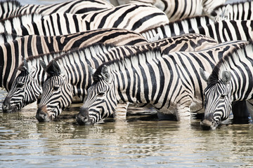 Fototapeta premium drinking zebra herd