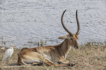death of an impala picture 1 of 3