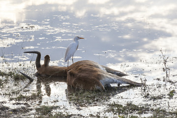 death of an impala picture 3 of 3