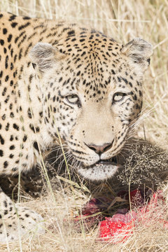 leopard with prey