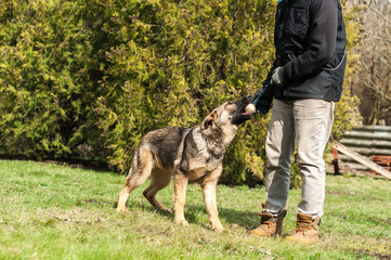 German shepherd puppy training with a ball