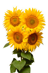 Flower bouquet sunflowers isolated on white background. The seeds and oil. Floral arrangement. Picturesque and conceptual scene. Flat lay, top view