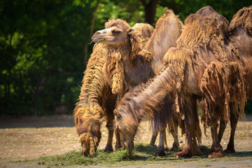 Three Bactrian camels feeding