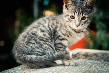 Naklejka na ściany i meble beautiful and very cute grey kitten