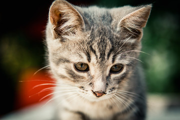 Naklejka na ściany i meble beautiful and very cute grey kitten