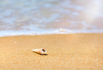 beautiful ornate shell lies on the shore of the sea, turquoise waves lapping on the shore.