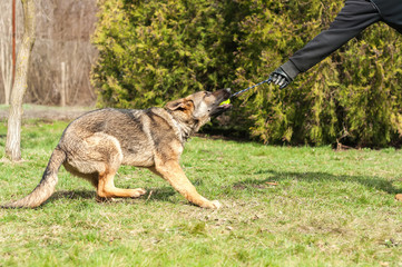 German shepherd puppy training with a ball