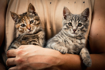 Fototapeta na wymiar very cute and beautiful couple of kittens