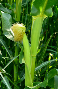 Fresh and young sweet corns plant on field.