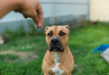 Feed the dog from the hand with dry food. Stafford on the street sits in the park. be engaged in dressing